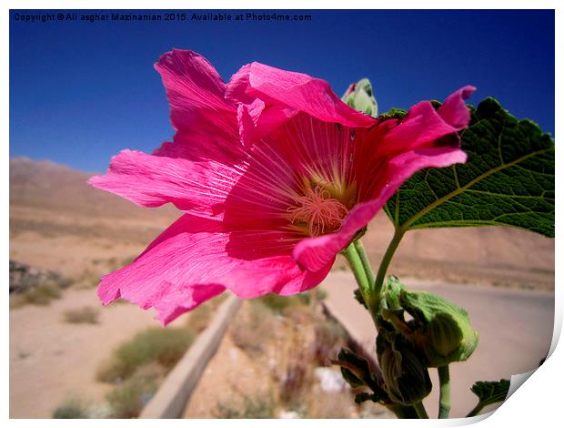 A nice flower in an arid drea, Print by Ali asghar Mazinanian