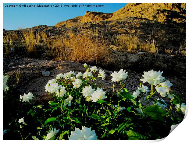  Evening glow on mountain, Print by Ali asghar Mazinanian