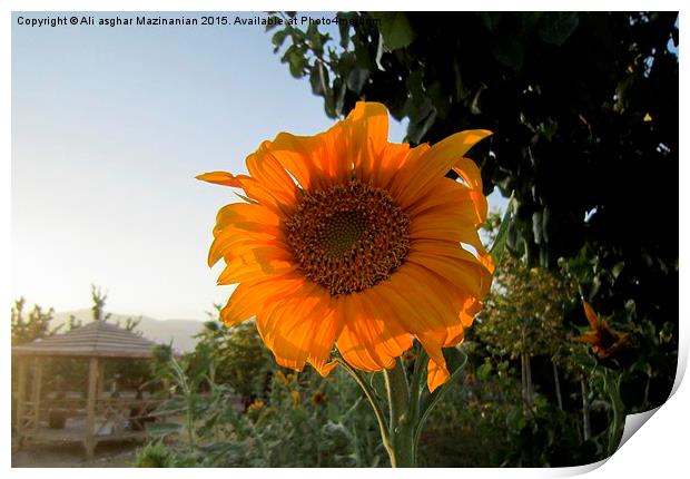  Sunflower at AVERSE tourism garden, Print by Ali asghar Mazinanian