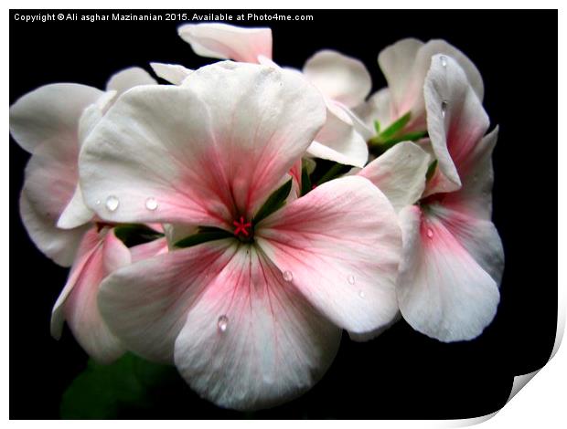  geranium, Print by Ali asghar Mazinanian