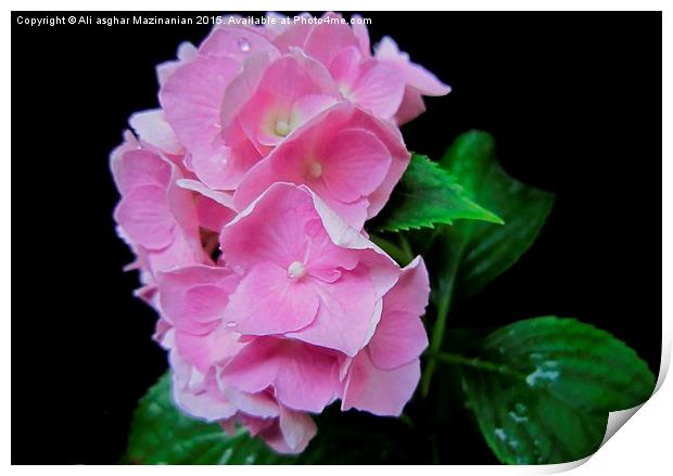 Beautiful pink against black background, Print by Ali asghar Mazinanian