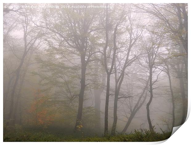 The beauties of  OLANG jungle on a misty day. Print by Ali asghar Mazinanian