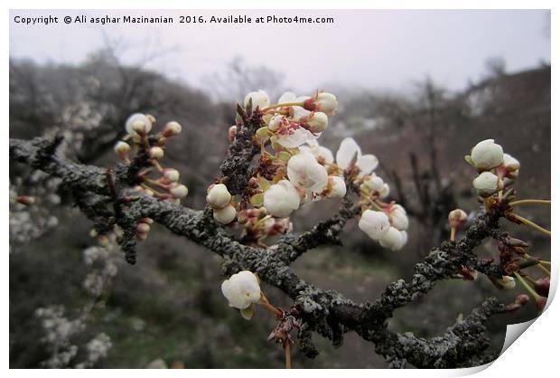 Wild plum's blossoms 2, Print by Ali asghar Mazinanian