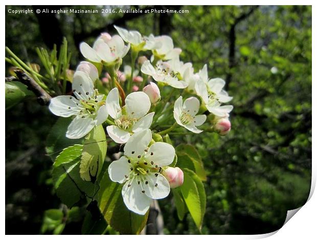 Wild pear's blossoms ,                             Print by Ali asghar Mazinanian