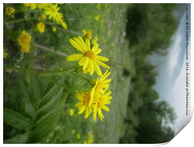 A nice wild yellow flower in jungle, Print by Ali asghar Mazinanian