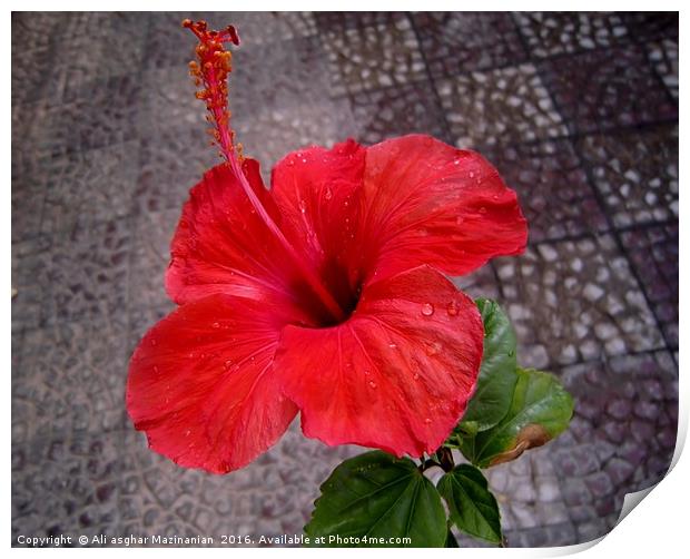 A nice red flower, Print by Ali asghar Mazinanian