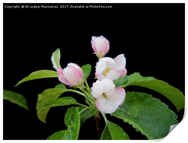 Apple's blossoms, Print by Ali asghar Mazinanian