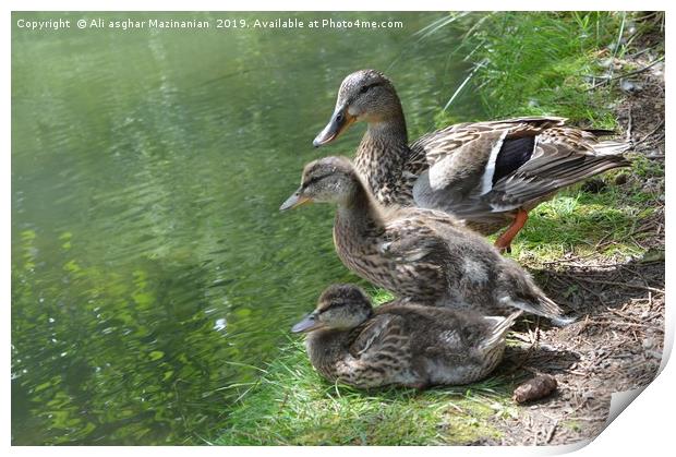 Duck and ducklings, Print by Ali asghar Mazinanian