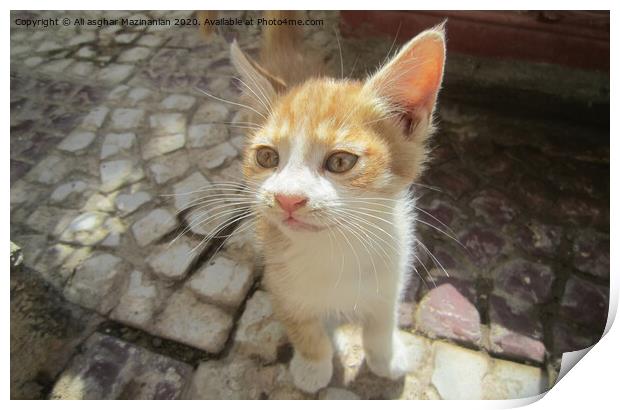 Animal cat Print by Ali asghar Mazinanian