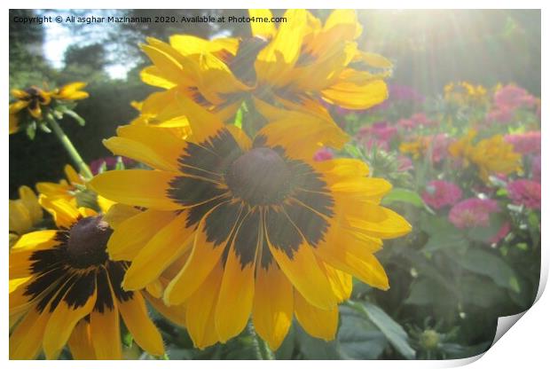 Sun rays over a nice yellow flower, Print by Ali asghar Mazinanian