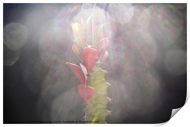 A macr shot of a cactus under sun-rays, Print by Ali asghar Mazinanian