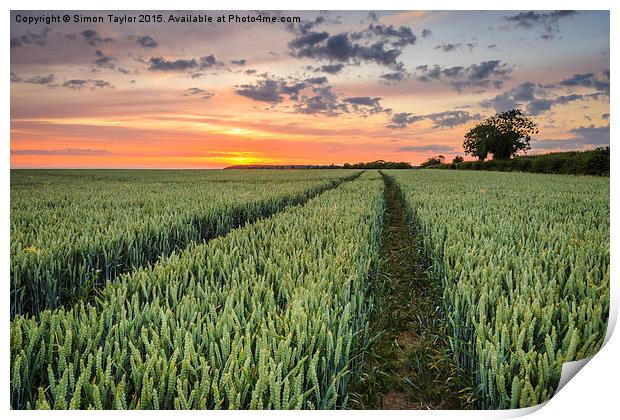  Wheat fields of Dersingham Print by Simon Taylor