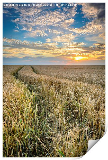  Wheat fields of Dersingham at sunset Print by Simon Taylor