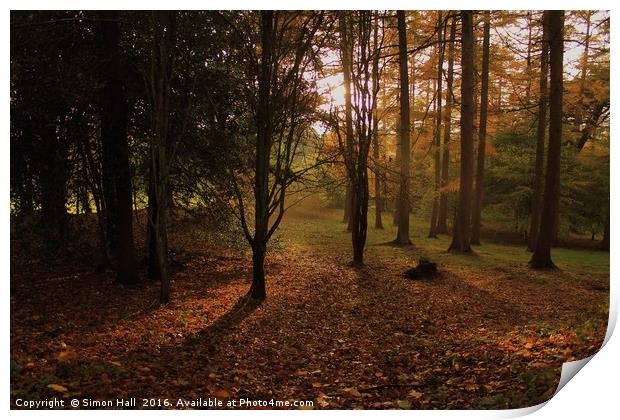 Autumn Woodland Print by Simon Hall