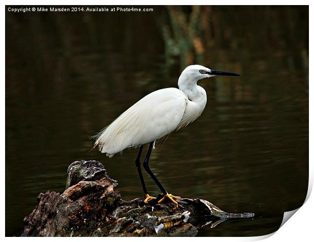 Little Egret Print by Mike Marsden