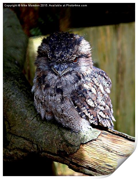 Tawny Frogmouth Owl Print by Mike Marsden
