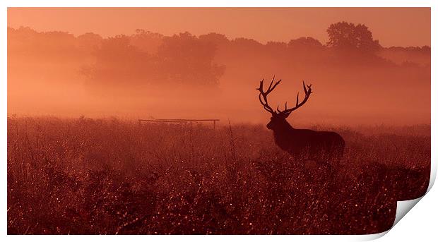 Red deer! Print by Inguna Plume