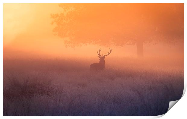 A deer stag watching the sunrise!  Print by Inguna Plume