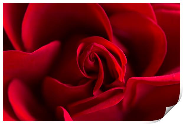  Red rose! Print by Inguna Plume