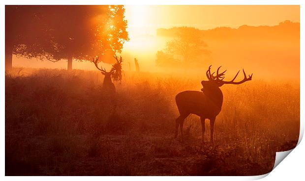 Deer stags   Print by Inguna Plume