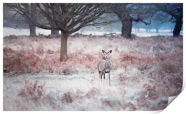  Deer! Print by Inguna Plume