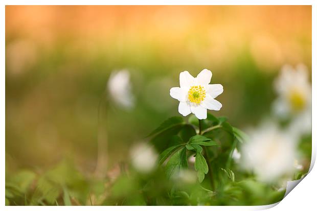  Wood anemone Print by Inguna Plume