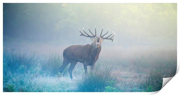 Deer stag Print by Inguna Plume