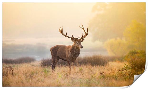 Red deer stag Print by Inguna Plume