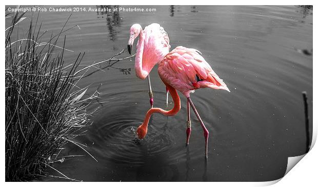  Flamingo Print by Rob Chadwick
