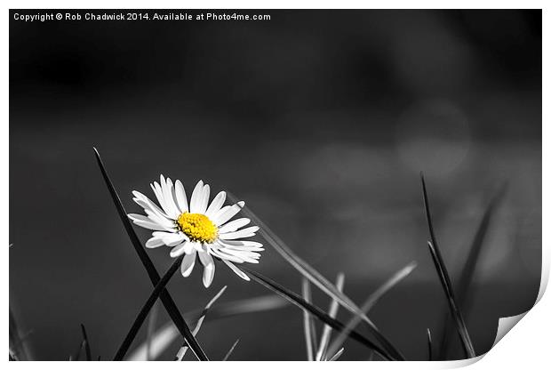  Daisy on the river Print by Rob Chadwick