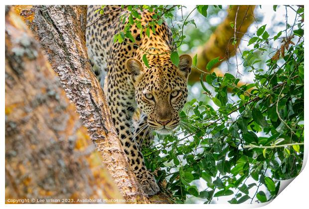 Leopard in the Tree Print by Lee Wilson