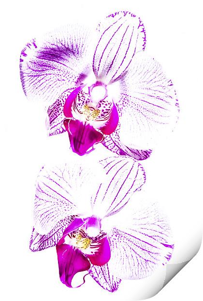  Colour in an Orchid Print by Lee Wilson