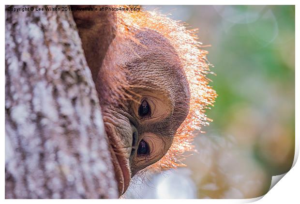 Orangutan Itinban Print by Lee Wilson