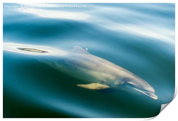 Moray Firth, Bottlenose Dolphin, Scotland Print by The Tog