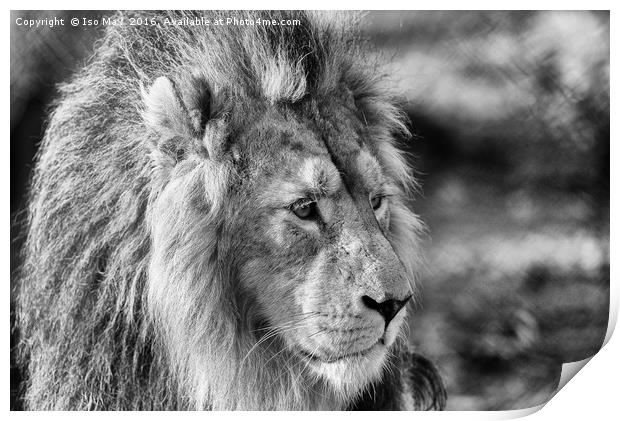 King Of The Jungle! Print by The Tog