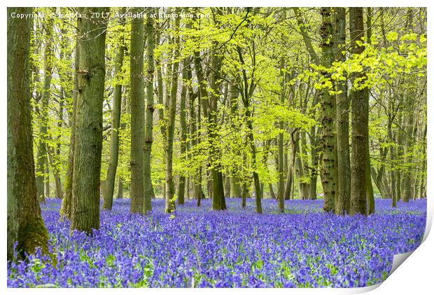 Dockey Wood, Ashridge Estate Print by The Tog