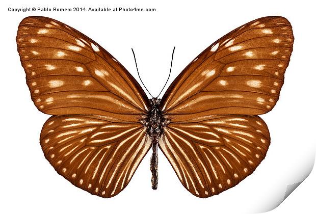 Butterfly species euploea mulciber basilissa Print by Pablo Romero