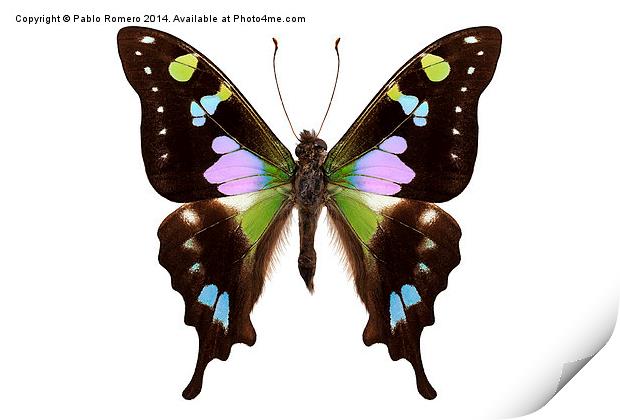 Butterfly species Graphium weiskei "Purple Spotted Print by Pablo Romero