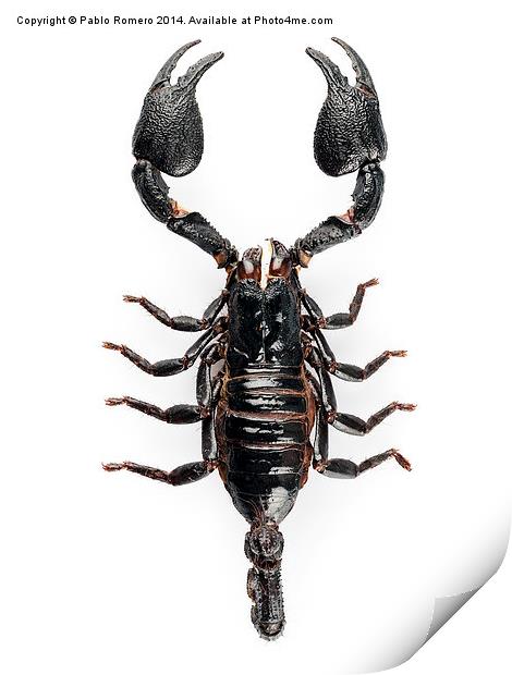 Black scorpio species Heterometrus cyaneus Print by Pablo Romero