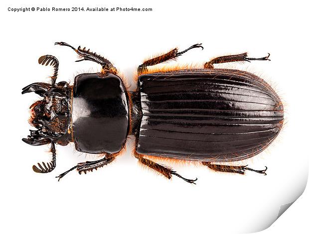 Beetle Aceraius grandis Print by Pablo Romero