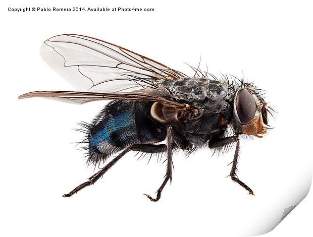 blue bottle fly species calliphora vomitoria Print by Pablo Romero