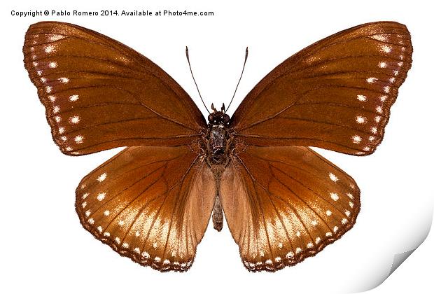 butterfly species Hypolimnas anomala wallaceana Print by Pablo Romero