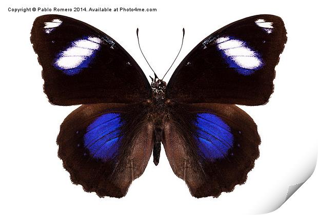 Butterfly species Hypolimnas bolina phillippensis  Print by Pablo Romero