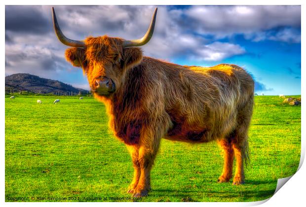 Highland Cow Print by Alan Simpson