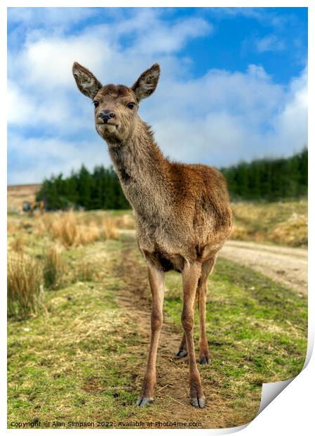 Scottish Deer Print by Alan Simpson