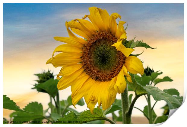 Sunflower Print by Alan Simpson
