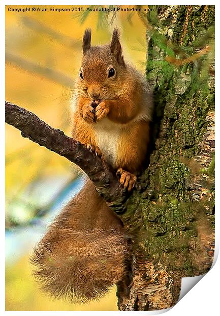  Red Squirrel Print by Alan Simpson