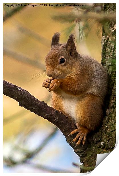  Scottish Red Squirrel Print by Alan Simpson