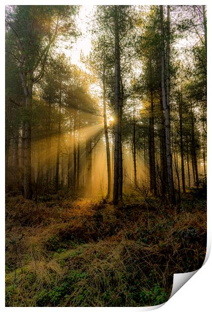 Sunrise - Grimston Woods Print by Alan Simpson