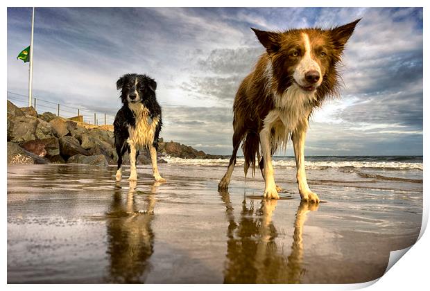 The Collies Print by Alan Simpson